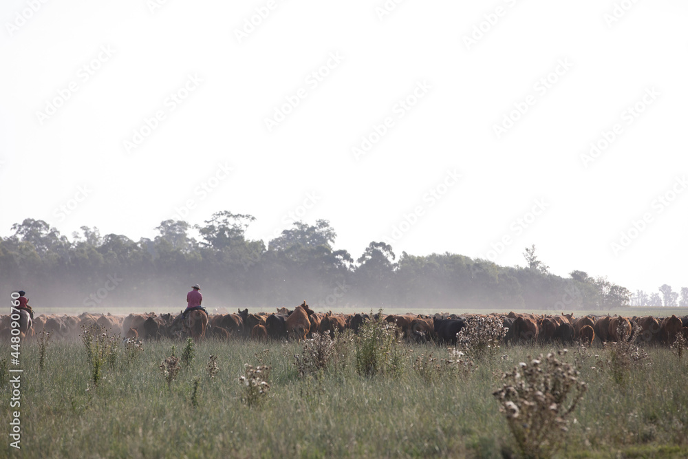 Naklejka premium Cattle rancho in argentina