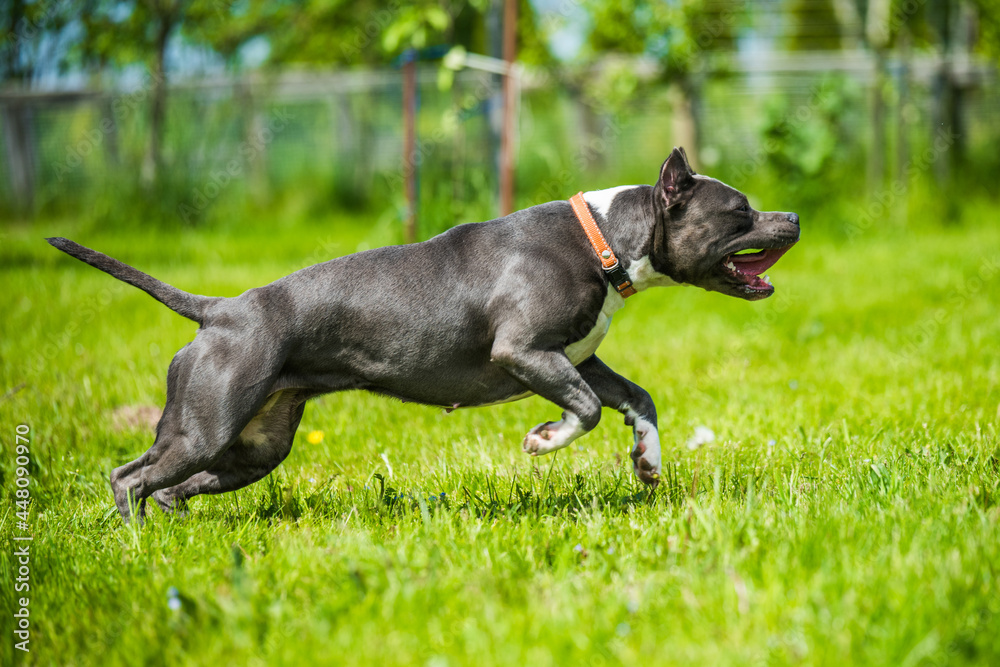 Blue hair American Staffordshire Terrier dog moving Blue hair American Staffordshire Terrier dog moving