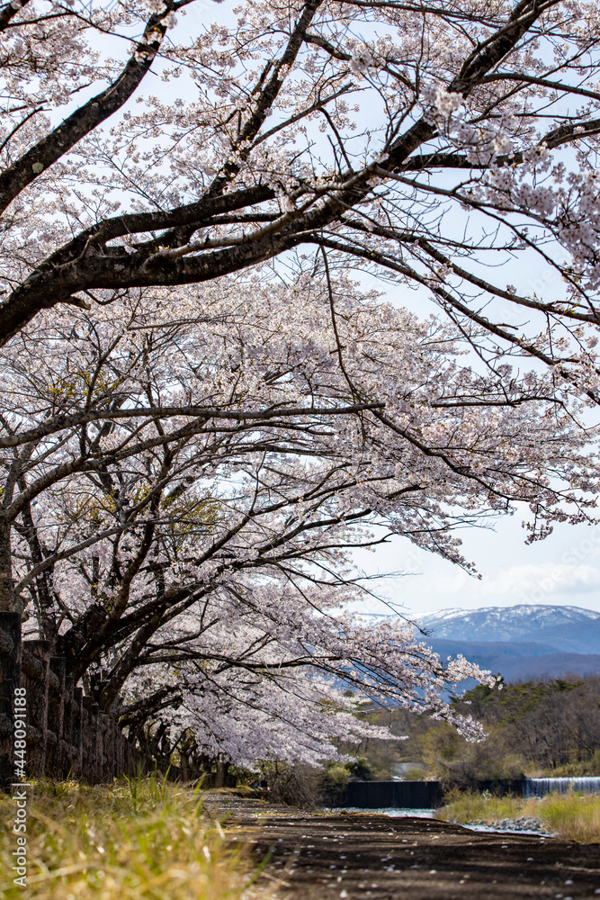 桜 桜