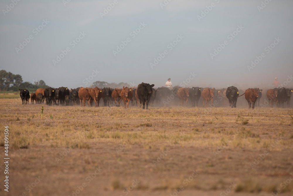 Cattle rancho in argentina