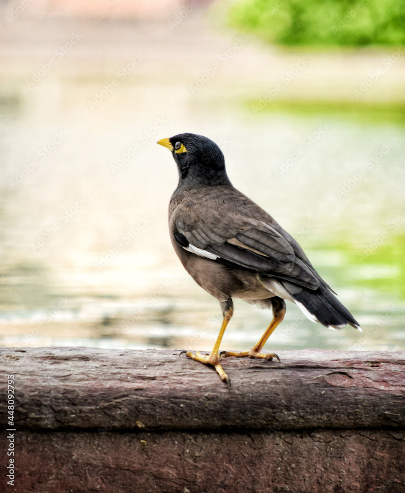 Myna about to drink water Myna about to drink water