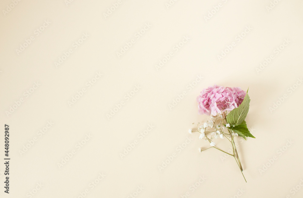 Pink hydrangea and gypsophila flowers on the beige backgrounds
