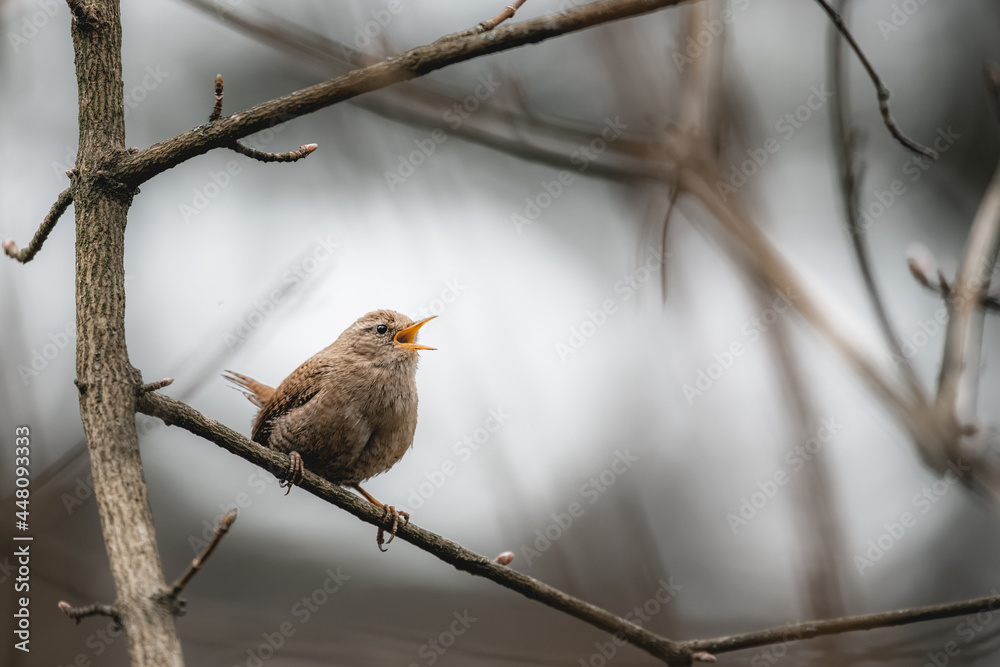 Little cute bird Wren (Troglodytes troglodytes) sitting on a branch in the forest and singing.