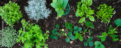 Obraz na płótnie Gewürze und Kräuter Garten und Gemüse im Hochbeet - Gemüsegarten - Kräutergarten - Majoran, Thymian, Rosmarin, Sauerampfer, Artischoke und Rucola