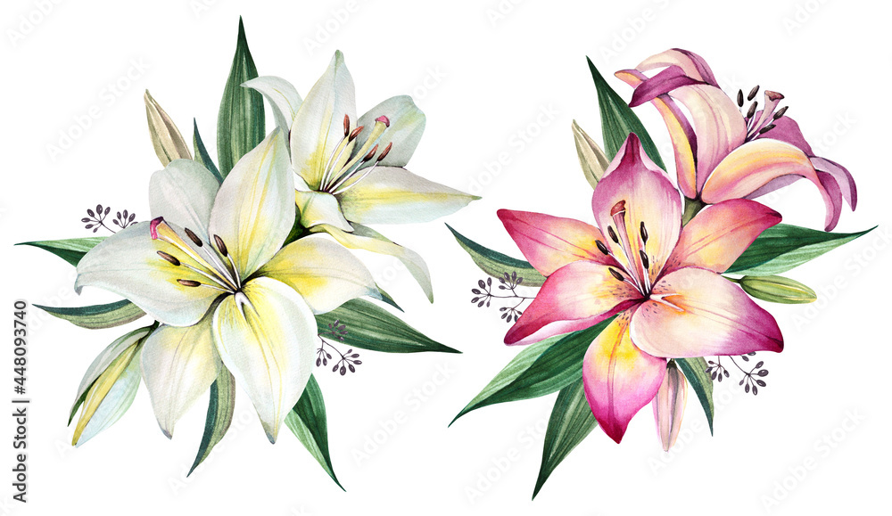 Watercolor illustration. White and pink lilies on a white background. Spring bouquet of lilies. Garden flowers.