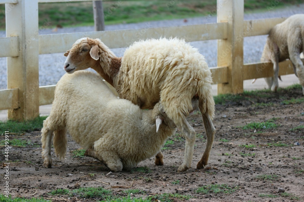 Fototapeta premium A small white sheep eating in the morning sheep farm