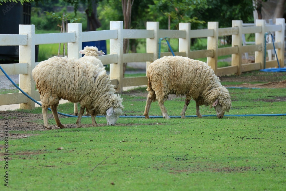 A small white sheep eating in the morning sheep farm A small white sheep eating in the morning sheep farm