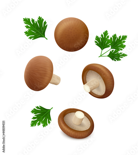 Set of single shiitake mushrooms from different sides with green leaves of parsley hang in the air. Isolated on white background. Realistic vector illustration.