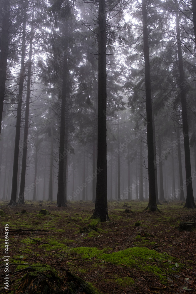 After rain comes the cloud forest in the Eifel
