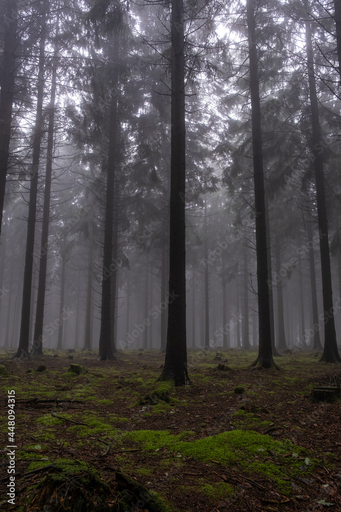Fototapeta premium After rain comes the cloud forest in the Eifel
