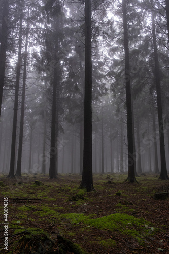 After rain comes the cloud forest in the Eifel