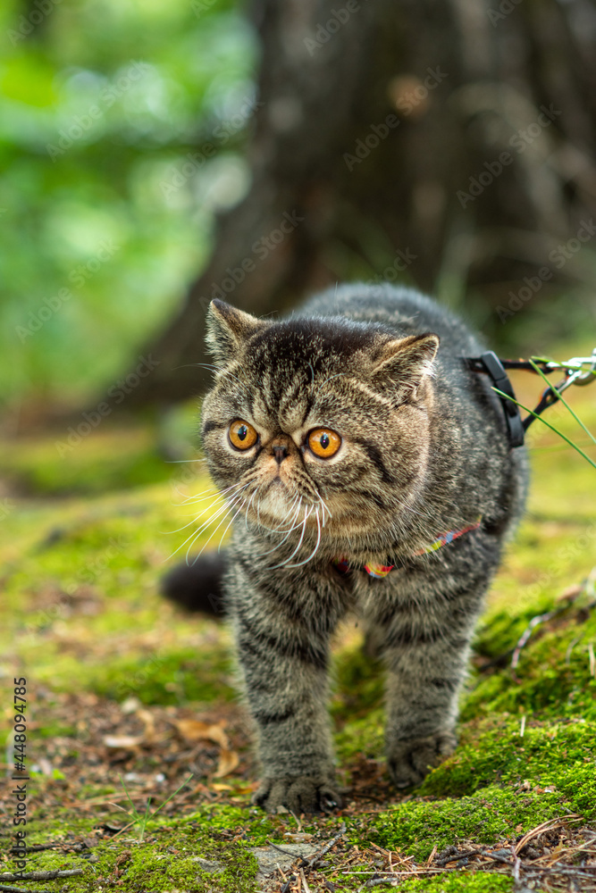 Cute brown striped cat exotic walks on a leash in the park on a summer day. Persian kitten on the green grass on a harness with a leash