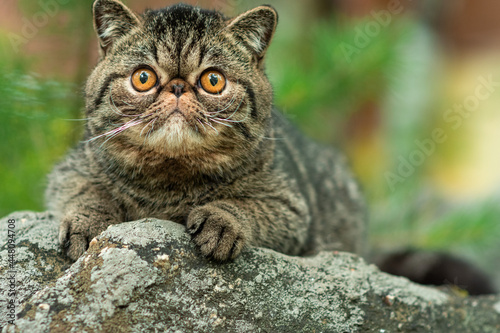 Bild auf Leinwand A cute brown tabby cat sits exotically on a large gray stone in the park on a summer day