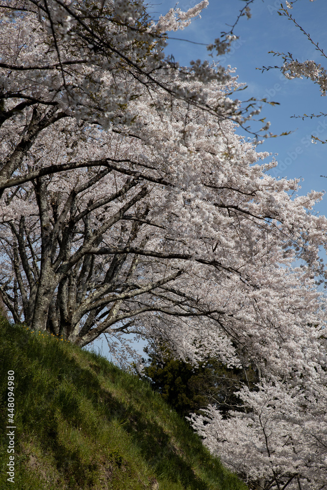 桜 桜