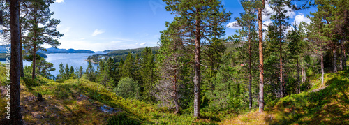 Panoramic view from a high hill on a beautiful taiga forest descending to the lake. Tall pine trees under blue sky. Norway.