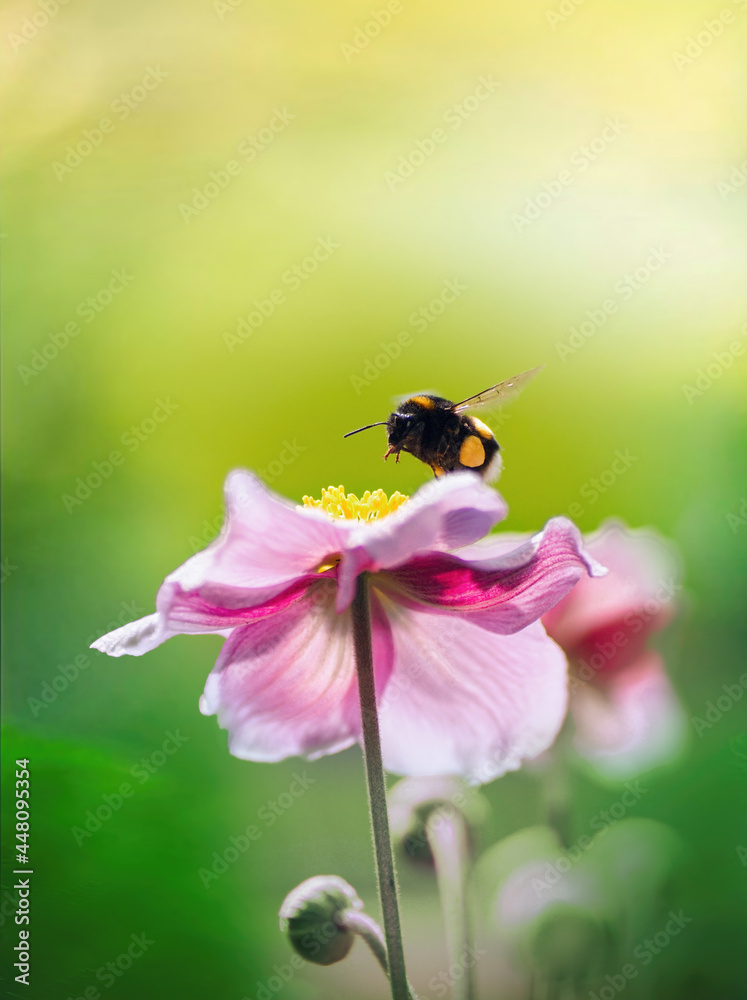 Bumblebee flies over pink anemone flower on blurred yellow-green background in nature outdoors, macro, soft selective focusing. Bumblebee flies over pink anemone flower on blurred yellow-green background in nature outdoors, macro, soft selective focusing.