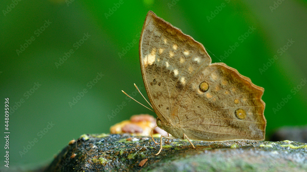 underwing view of female common duffer, camouflage brown with very thin wings butterfly underwing view of female common duffer, camouflage brown with very thin wings butterfly