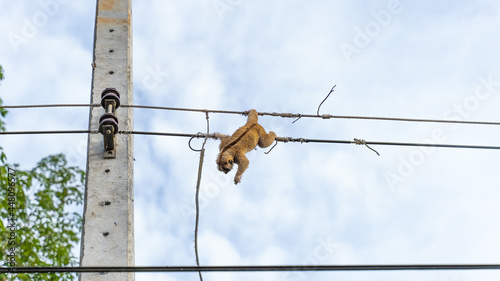 Wind monkey Slow Loris on electric pole, cause of power outage in village, people photo