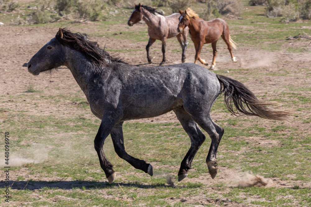 Wild Horse Stallion in the Utah Desert Wild Horse Stallion in the Utah Desert