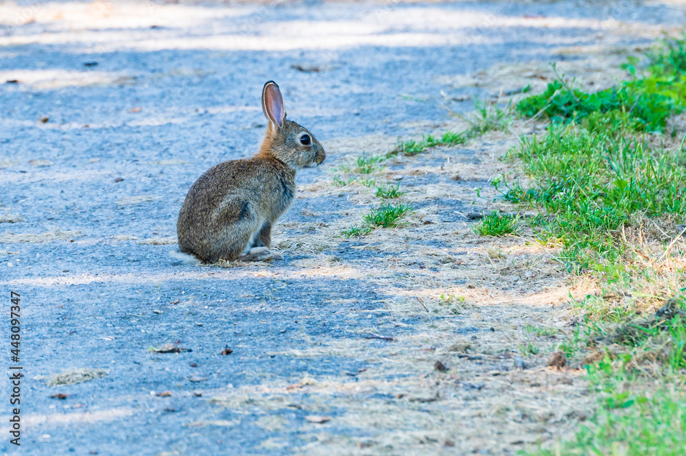 Wildes Kanninchen am Wegrand