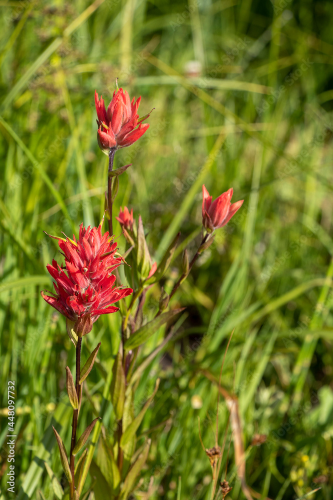 Up close of wild red mountain flowers