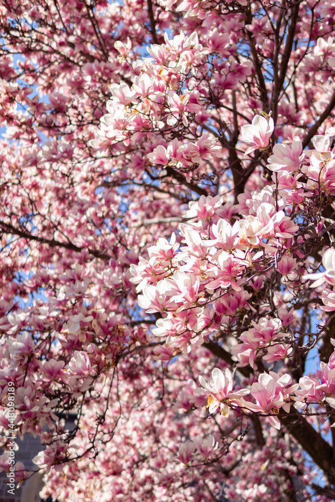 Beautiful Blooming Pink Magnolia Flowers on a Tree during Spring in Astoria Queens New York