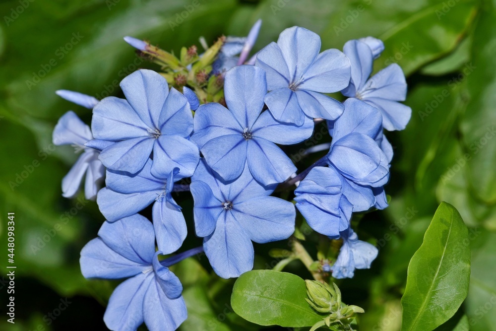 Blue Plumbago flowers (Plumbago auriculata) against a green background. These flowers are common in home gardens and they thrive in warm tropic climates worldwide. Blue Plumbago flowers (Plumbago auriculata) against a green background. These flowers are common in home gardens and they thrive in warm tropic climates worldwide.