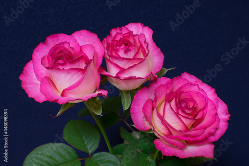 Pictures of beautiful pink roses on black background 