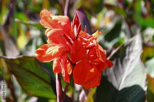 Beautiful flower on a city flowerbed in the park in the city photo