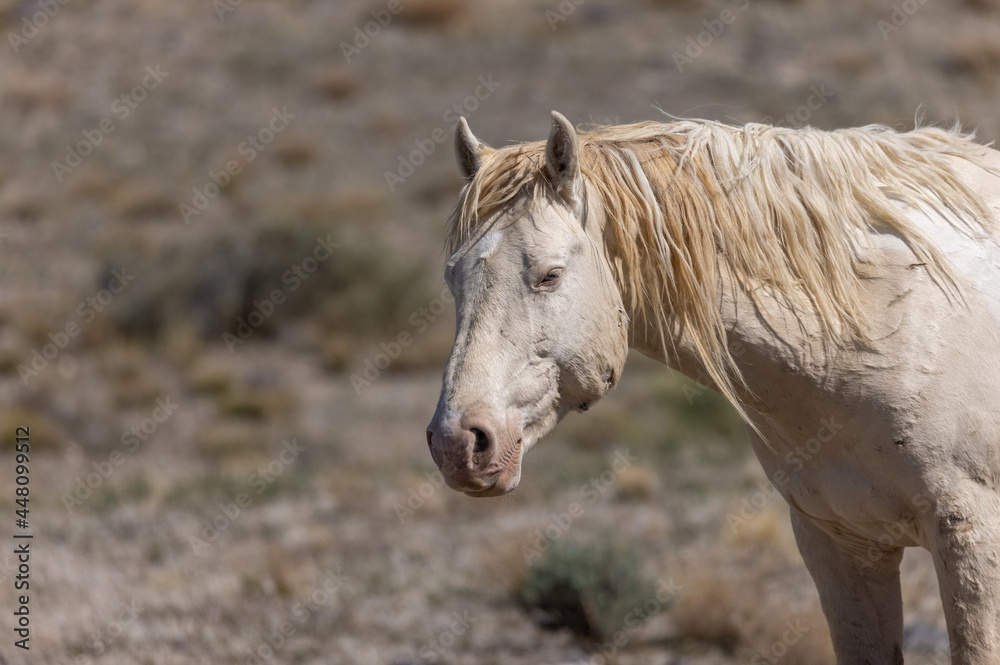 Fototapeta premium Wild Horse Stallion in the Utah Desert