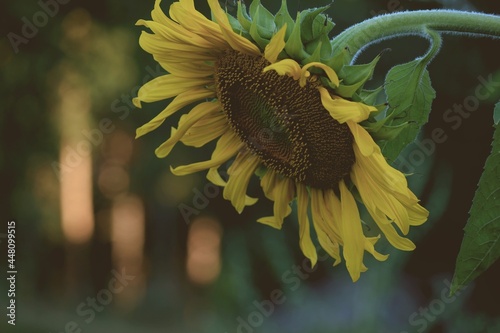 Blooming yellow sunflower against the background of a pine forest in the evening sun. Sunflower head close up. Copy space.