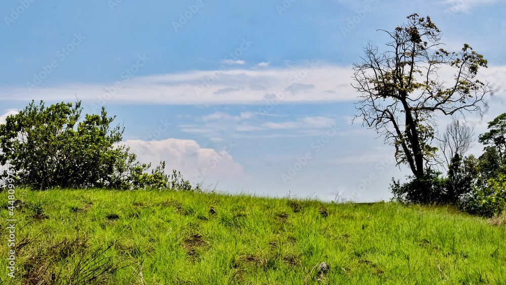 trees and sky