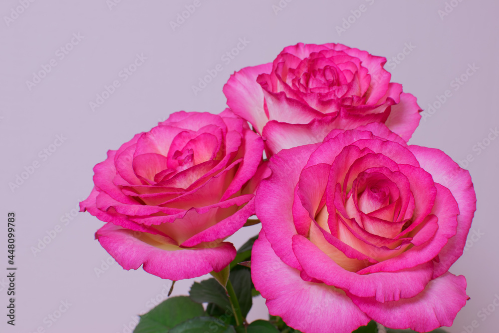 Pictures of beautiful pink roses on a bright background Pictures of beautiful pink roses on a bright background
