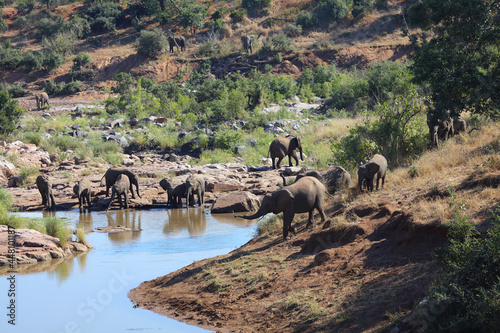 Afrikanischer Elefant am Mavatsani Wasserloch / African elephant at Mavatsani Waterhole / Loxodonta africana.