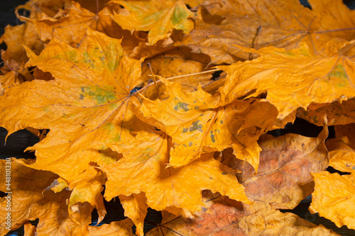 Autumn. Multicolored maple leaves lie on the grass