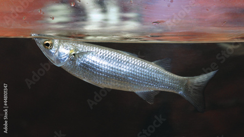 Fotografia A mullet fish feeding in a aquarium