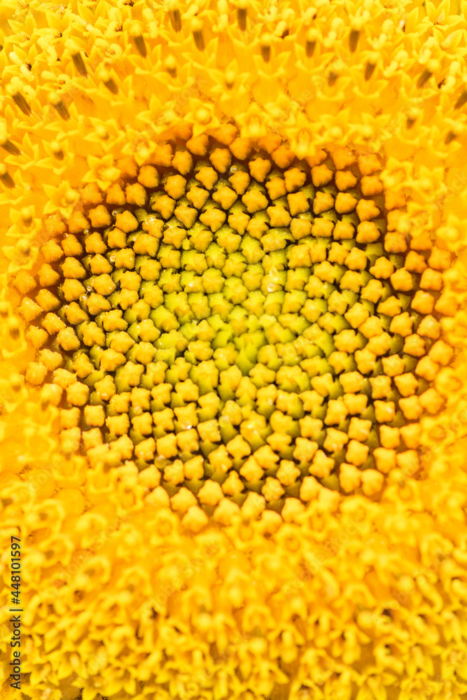 Yellow sunflower in the garden on a sunny day, close up. Summer and autumn background. Vertical photo Yellow sunflower in the garden on a sunny day, close up. Summer and autumn background. Vertical photo