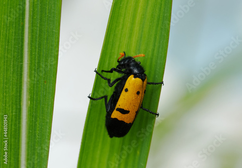 Hycleus or Blistering Beetle Shot in Northern Malawi Southern Africa photo