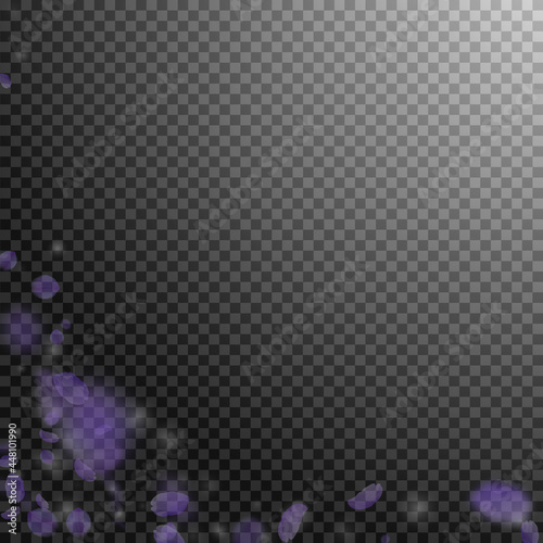Violet flower petals falling down. Fetching romantic flowers corner. Flying petal on transparent square background. Love, romance concept. Admirable wedding invitation.