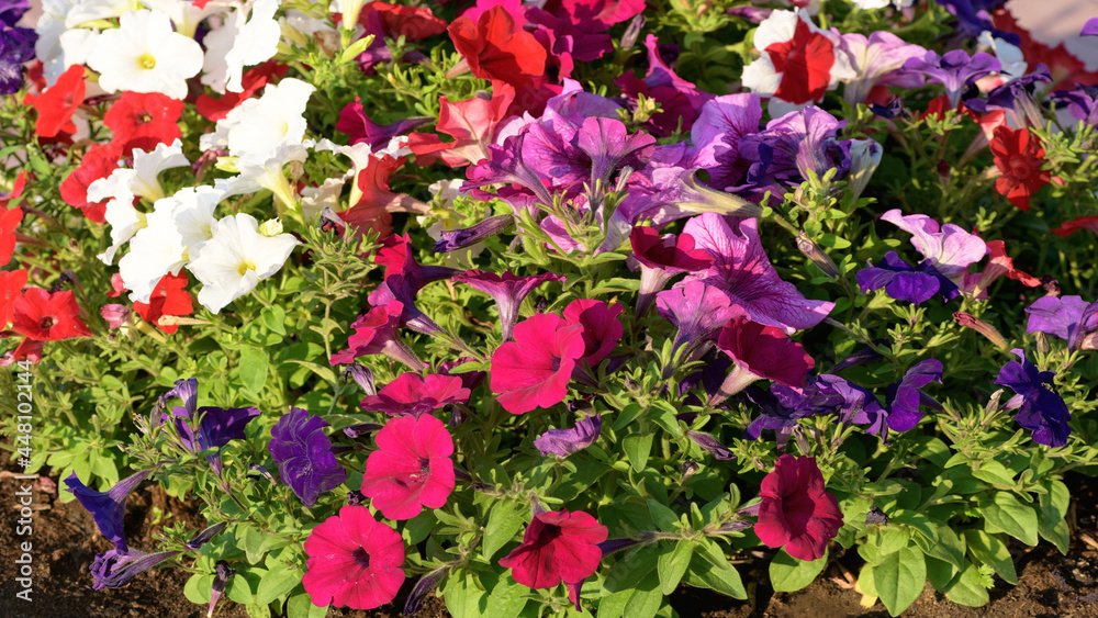 Multicolored petunia flowers close-up. Bright floral background