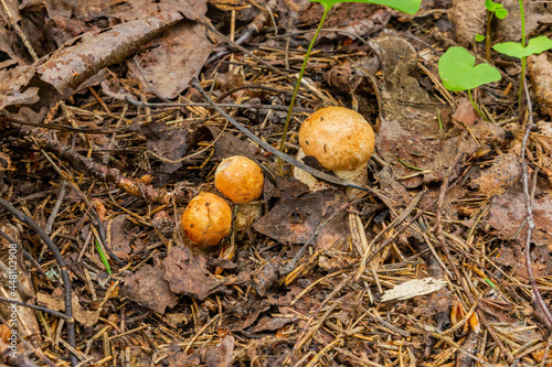 A small boletus growing from under the leaves in the forest 
