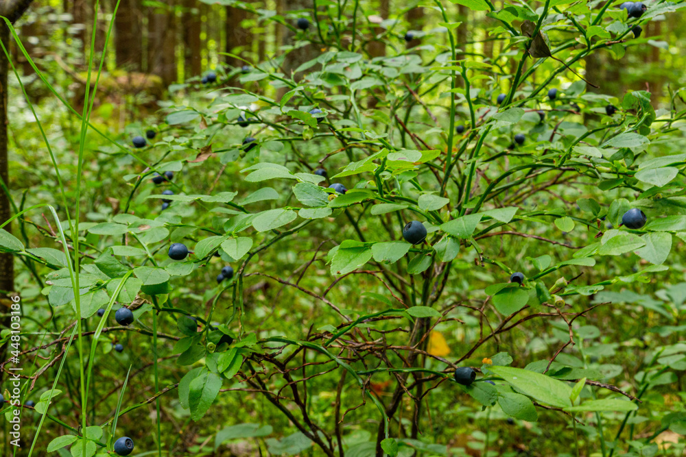 Blueberry bushes covered with berries in summer in deciduous forest