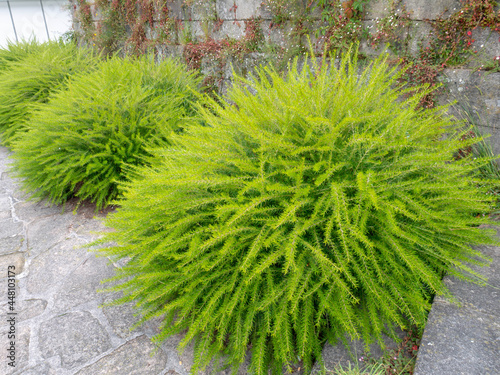 Juniper-leaf grevillea or prickly spider-flower decorative shrubs