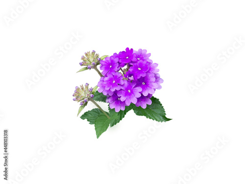 Purple verbena flower isolated on white