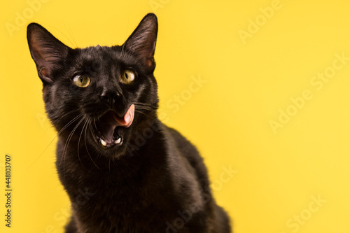 A beautiful black cat is licking his lips appetitively. A black cat on a yellow background. Advertising of cat food, balanced cat food, pet care.