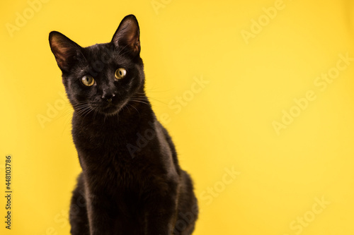 Funny black statuesque cat on a yellow background looks at the camera. World Cat Day. Copy space. Friday 13th. Halloween. © Регина Ерофеева