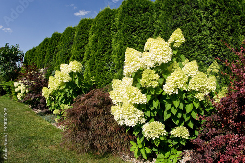 Fotografie Line of colorful garden plants