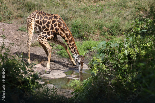 Photography Giraffe / Giraffe / Giraffa camelopardalis