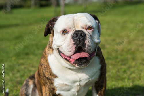 Brindle coat American Bulldog dog portrait outside © zanna_