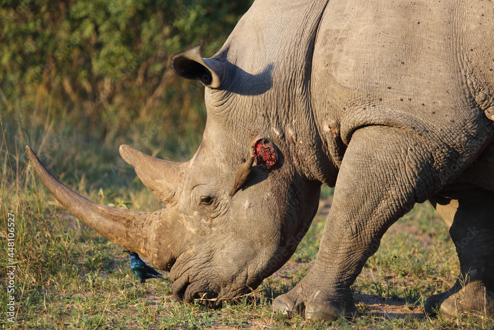 Obraz premium Breitmaulnashorn+Rotschnabel-Madenhacker+Rotschulter-Glanzstar / Square-lipped rhinocero+Red-billed oxpecker+Cape glossy starling / Ceratotherium Simum+Buphagus erythrorhynchus+Lamprotornis nitens.